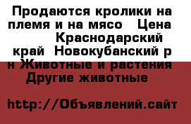 Продаются кролики на племя и на мясо › Цена ­ 150 - Краснодарский край, Новокубанский р-н Животные и растения » Другие животные   